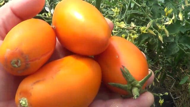 ТОМАТ ЛИСИЧКА ДИГУСТАЦИЯ смотреть онлайн