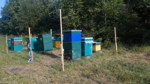 ЗАЩИТА ПАСЕКИ ОТ МЕДВЕДЯ. ЭЛЕКТРОИЗГОРОДЬ И ДРУГИЕ СПОСОБЫ. Protection of the apiary from the bear.