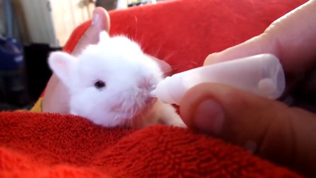 Карликовые кролики. Питомник Ушастик г.Москва🐇🐰 смотреть онлайн