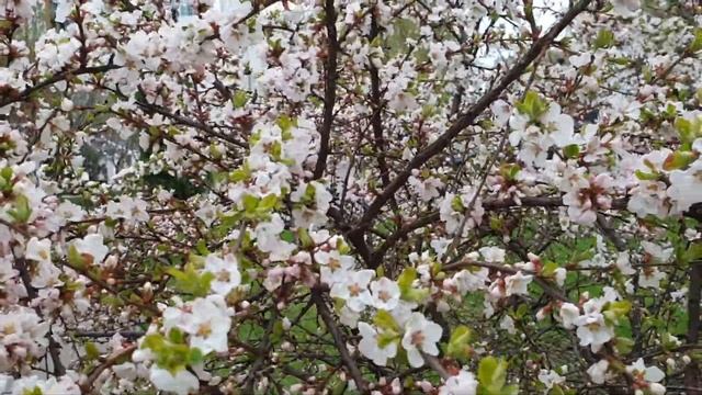 войлочная вишня цветет смотреть онлайн