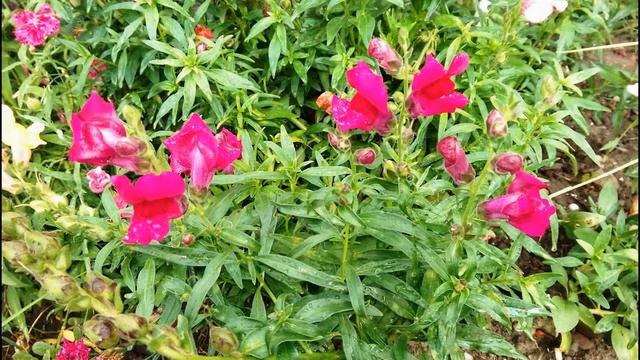 Flori de iulie смотреть онлайн