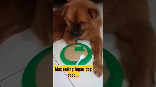 Give your furbaby a LUGAW dog food and see if they like it. 🤗 смотреть онлайн