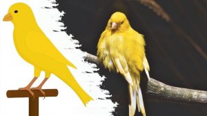 Обучение пению канарейки - Как поживает канарейка? Какой звук издает канарейка?