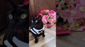 С праздником, милые дамы💐♥️