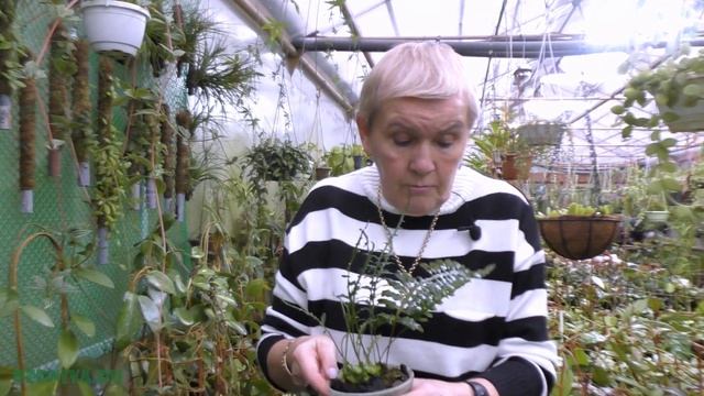 Мирмекофильные папоротники. (муравьиный папоротник) смотреть онлайн