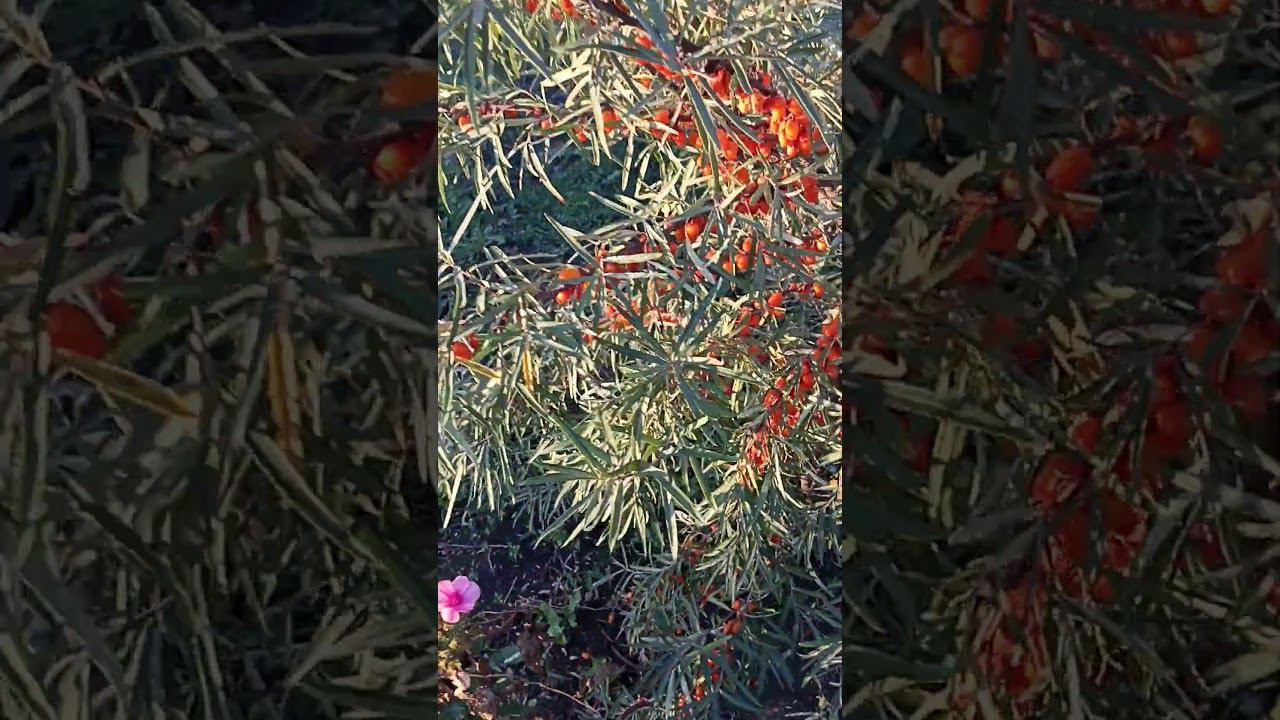 облепиха вкусная и полезная смотреть онлайн