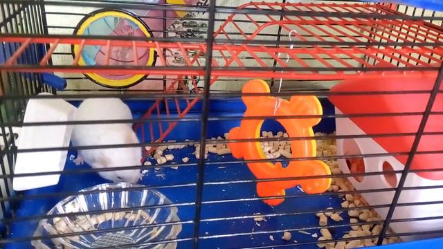 Але-ап! Прыжок хомячка через кольцо - Hamster jump through | Хомячуля: Secret Life Hamster - Pets смотреть онлайн