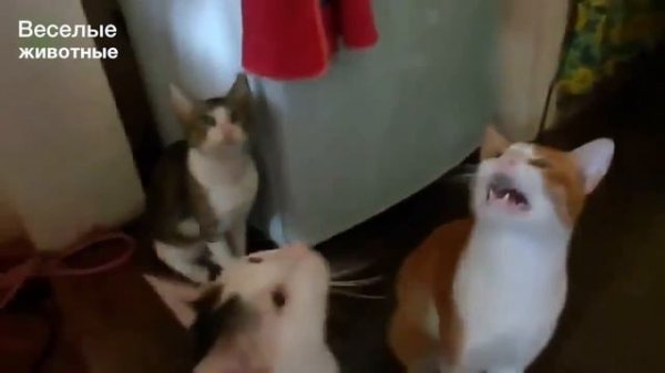 Говорящие кошки - Funny talking cats - Подборка приколов