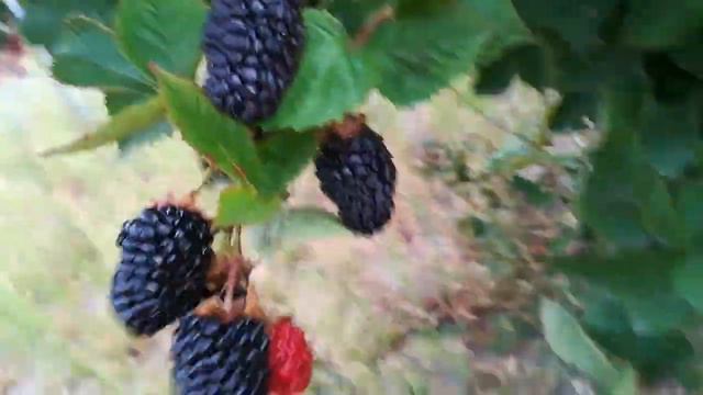 Блэк джем бесшипый рем НОВИНКА! смотреть онлайн