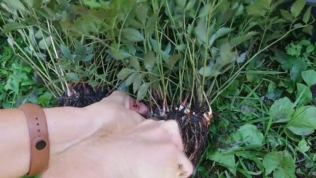 Астильба. Пушистая красота для начинающих. Подробно: деление куста, пересадка, уход. смотреть онлайн