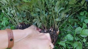 Астильба. Пушистая красота для начинающих. Подробно: деление куста, пересадка, уход.