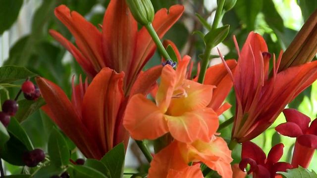 видео-валентинка букет 