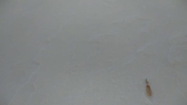 После бурана, сразу мороз - не успели снег разгрести. А под снегом тепло-можно долго сидеть! смотреть онлайн