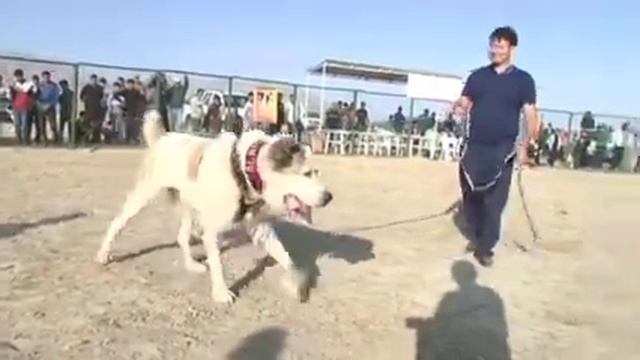 звёздный состав - знаменитые чемпионы! Туркменский Волкодав Central Asian Champion Dogs Alabai смотреть онлайн
