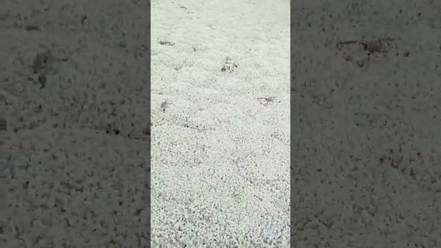 Ягель. ЯНАО. смотреть онлайн