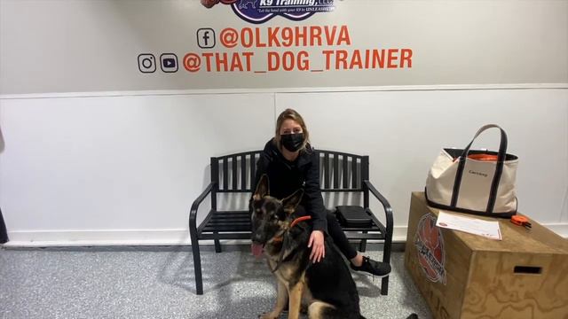 "Carldog" German Shepherd Owner Testimonial | Amazing Obedience | | Hampton Roads Dog Trainers | смотреть онлайн