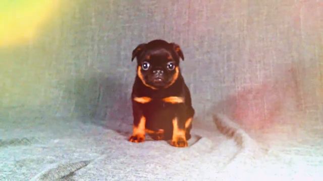 Petit Brabancon puppies, five weeks old. Щенки При брабансона, 5 недель смотреть онлайн