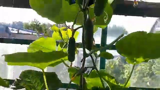 А вот и радость! смотреть онлайн