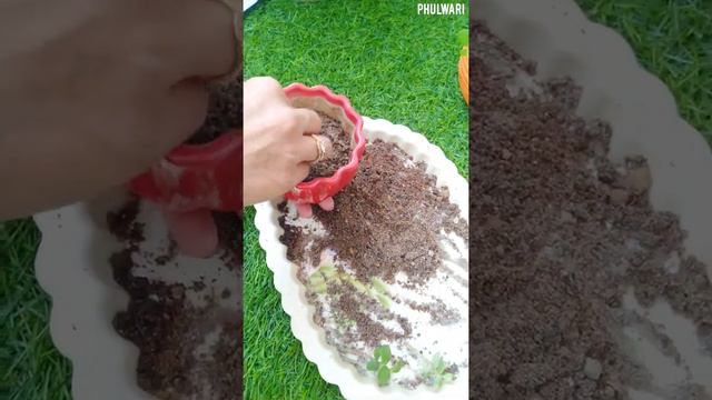 How To Grow & Care For Jade Plant ( Lucky Plant ) || Soil Mixture / Grow Cuttings 🌿🌿 смотреть онлайн