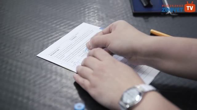 Вакцинация собак и кошек (какие прививки, как часто делать, отметка в ветеринарный паспорт) смотреть онлайн