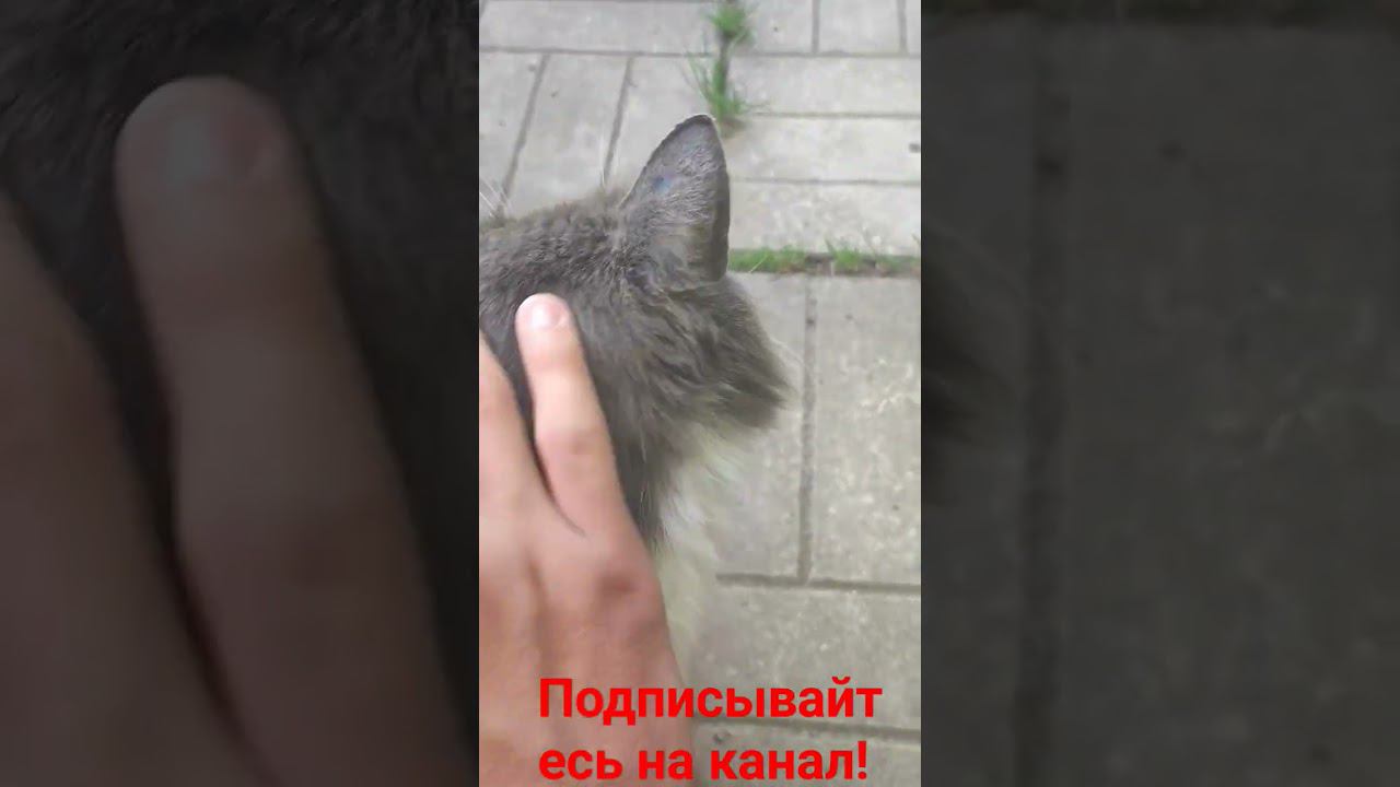 Барсик любит ласку! смотреть онлайн