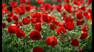 МАКОВЫЕ ГОРЫ