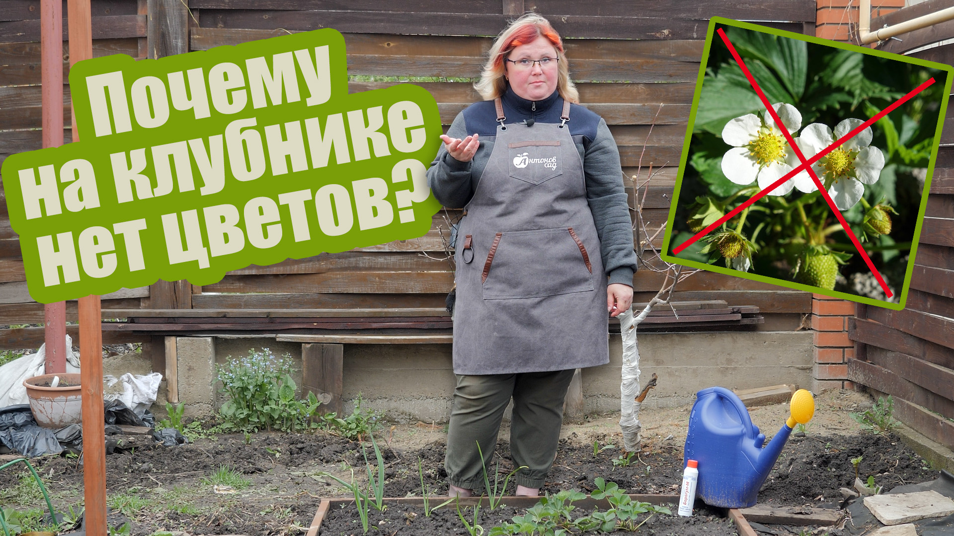 Сделайте ТАК, если земляника не цветет! смотреть онлайн