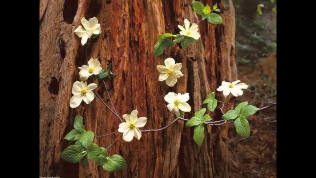 Конституция тела и питание. Конституция тела человека и соответствующее питание. смотреть онлайн