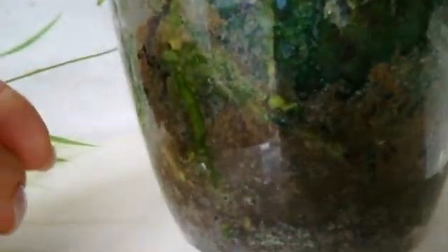 #ФАЛЕНОПСИС # MIKI SAKURA И #ROTTERDAM ?❤️❣️?#PHALAENOPSIS #ORHIDS#ORJIDEA #FLOR ❤️??❣️??????? смотреть онлайн