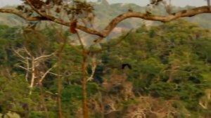 Австралия-страна попугаев