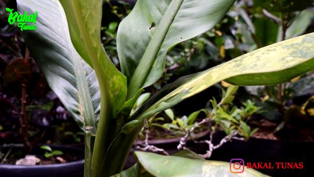 CARA MEMPERBANYAK DAN REPOTTING DIEFFENBACHIA AIR MATA IBU VARIEGATA KUNING смотреть онлайн