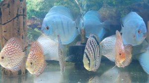 Содержание дискусов, или как уморить дискусов за один день.mp4