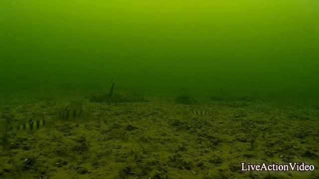 Ice Fishing  - Perch. Underwater Camera