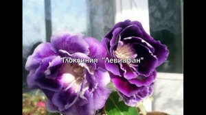 САМЫЕ КРАСИВЫЕ сорта ГЛОКСИНИЙ