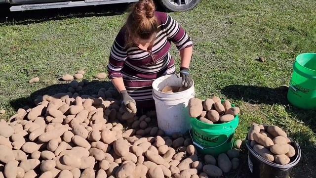 КАК МЫ СОХРАНЯЕМ КАРТОШКУ НА ЗИМУ смотреть онлайн