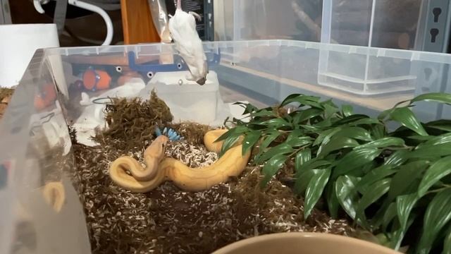 DRAKKON | Royal Python | #strike #highlight 5 (19.09.23) смотреть онлайн