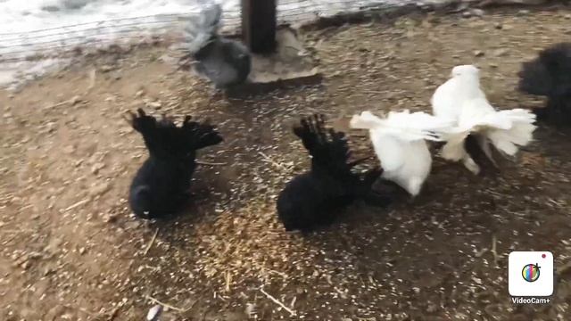 Как голуби переносят морозы