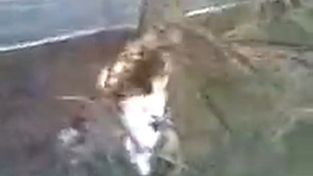 Стаф отгрыз ветку смотреть онлайн