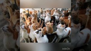 Почему мы любим кошек и собак?