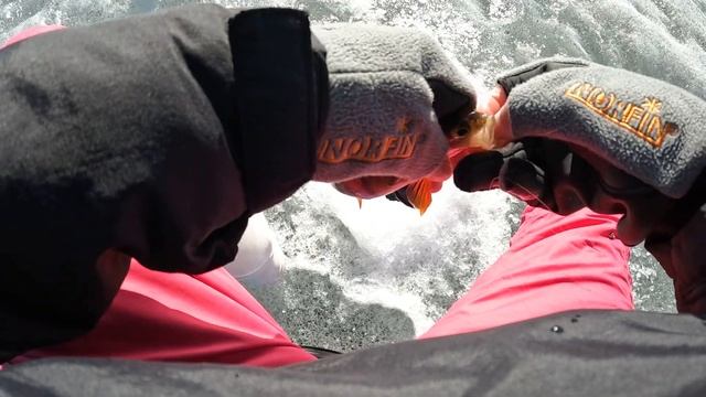 ЩЕДРЫЙ ПОСЛЕДНИЙ ЛЕД! Горы окуня, поклевки одна за одной! Закрываю сезон жерлицами и супер клёвом. смотреть онлайн