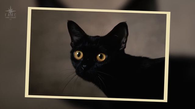 Кошки, коты, котята, котики!.. динамичное слайд-шоу смотреть онлайн