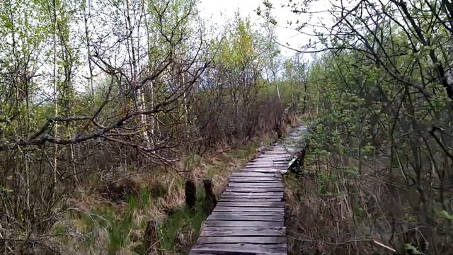 На Палецкое на разведку 16.05.2020 смотреть онлайн