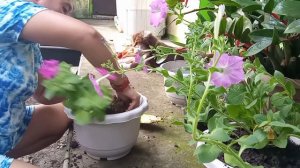 PETUNIA PLANT REPOTTING || SIMPLY VENUS