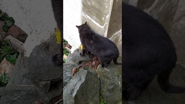 кот не ест кошачий корм смотреть онлайн