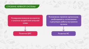 Биология 9 класс. Нервная система