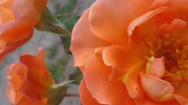 14.#Розы Вестерленд и Эди Митчел в моём прекрасном саду. смотреть онлайн