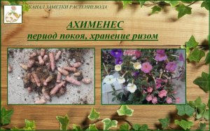 Ахименес как я сохраняю ризомы, период покоя