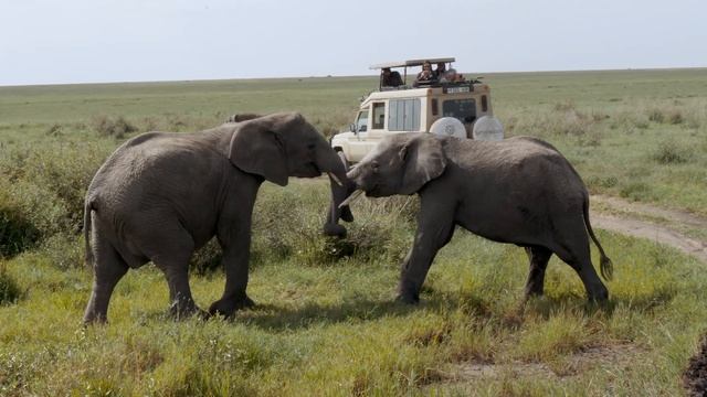 Kenya + Tanzania Safari | 2023 смотреть онлайн