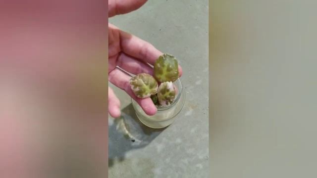 3 самых явных визуальных признака существования трипсов на комнатных фиалках смотреть онлайн