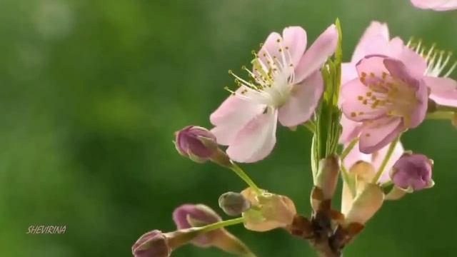 А.Маршал "Любовь моя..душа моя" смотреть онлайн